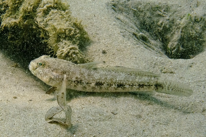 G, geniporus, oppure...?(Gobius niger)